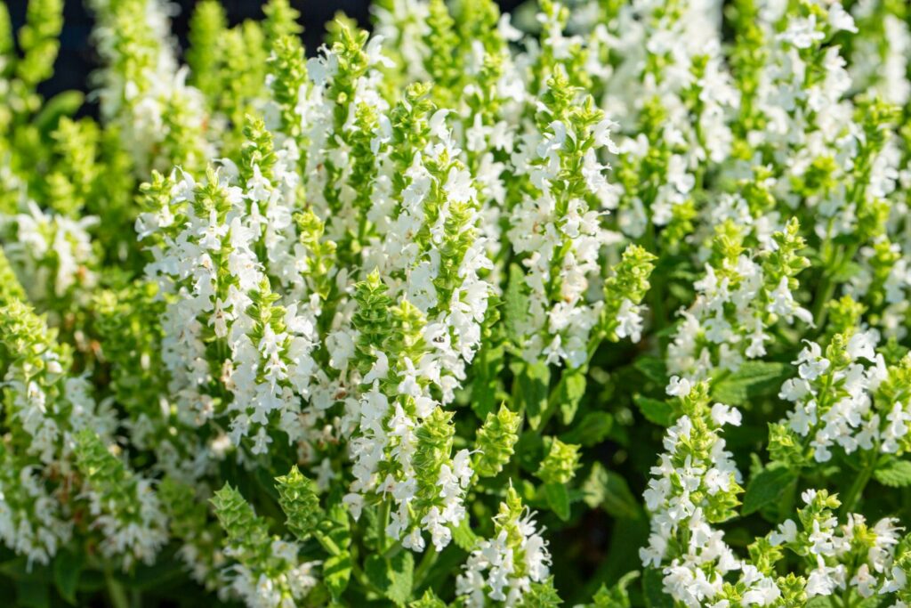 White flowers of white sage