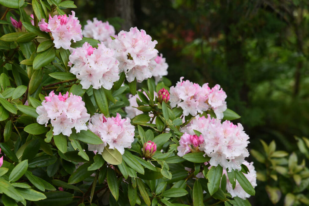 Blooming rhododendron