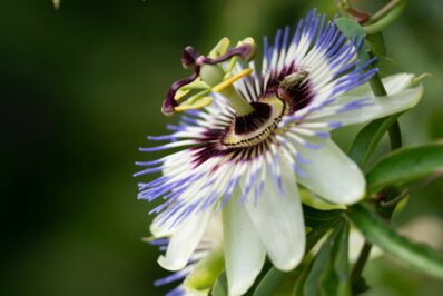 Passion flower: growing this beautiful exotic plant