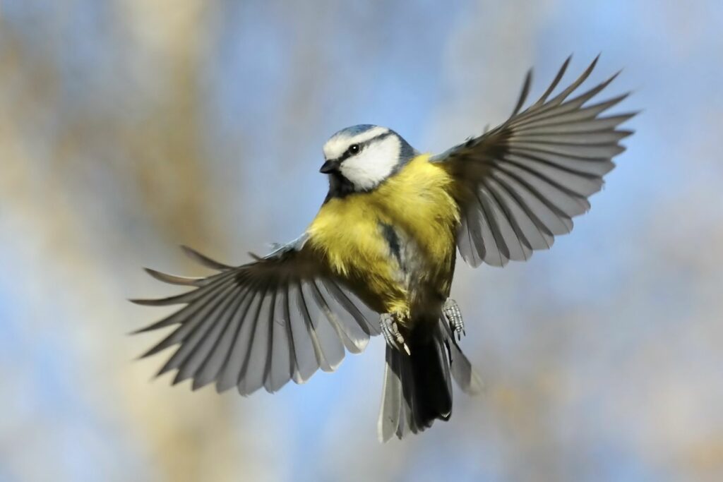 flying blue tit