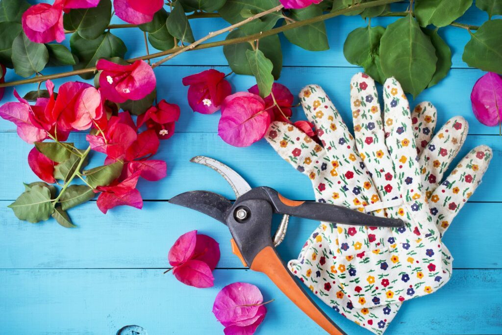 Gloves, secateurs and bougainvillea