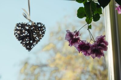 Bougainvillea winter care: how hardy is this vibrant plant?