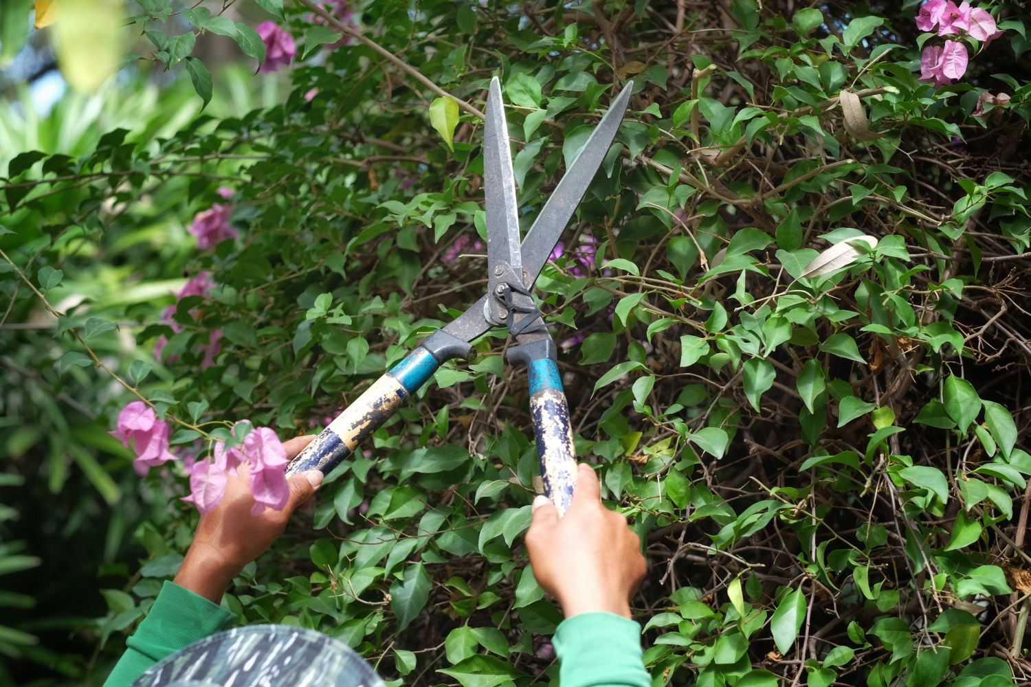 Bougainvillea care: watering, pruning & more - Plantura