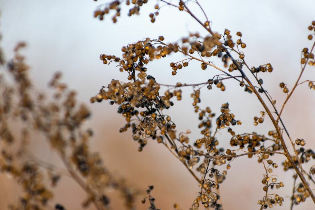 dry tarragon flower buds