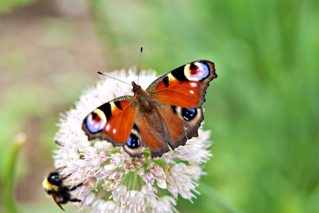 A butterfly and a bee share a flower