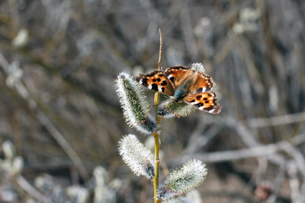 Butterfly resting on willow in winter
