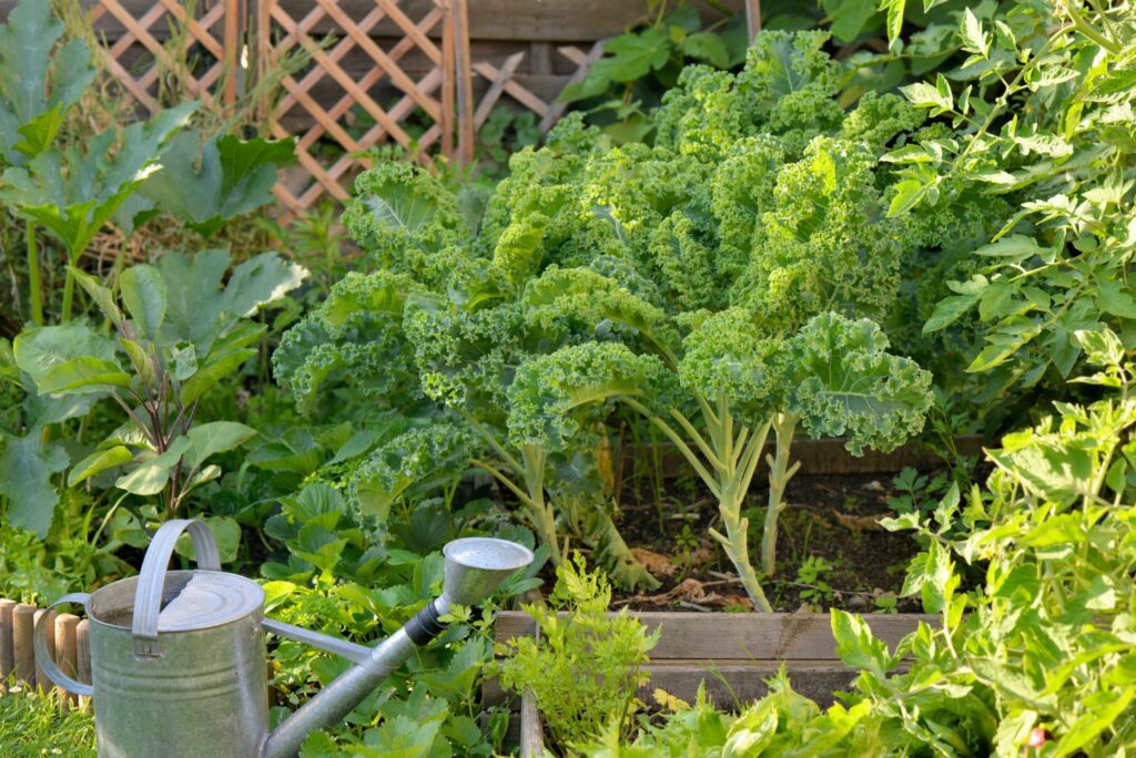 cabbage in a garden