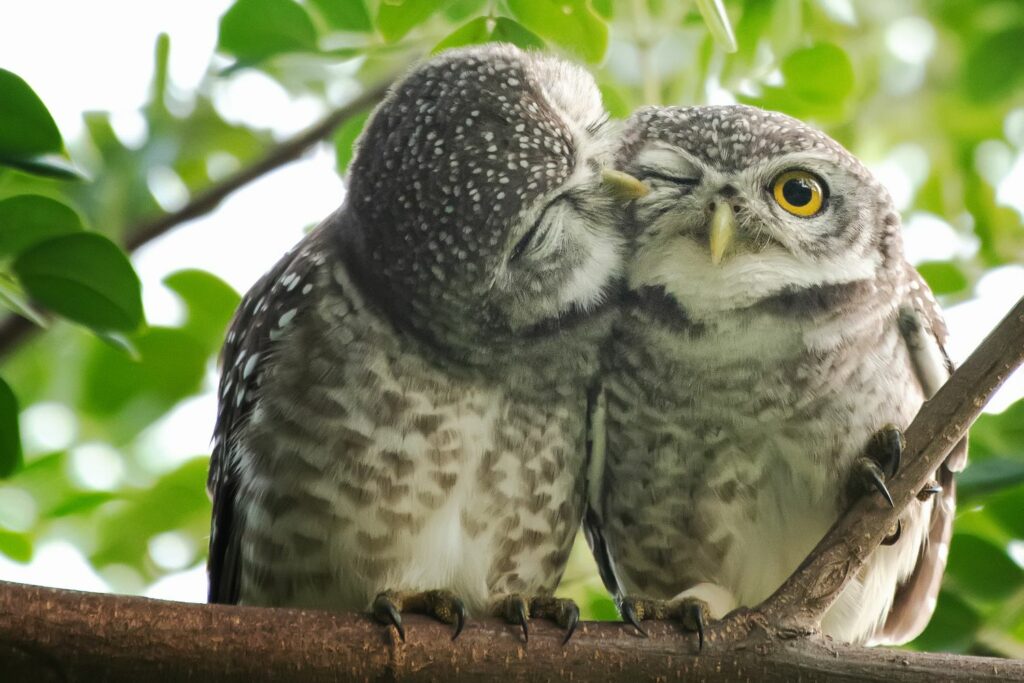two owls sniffing each other