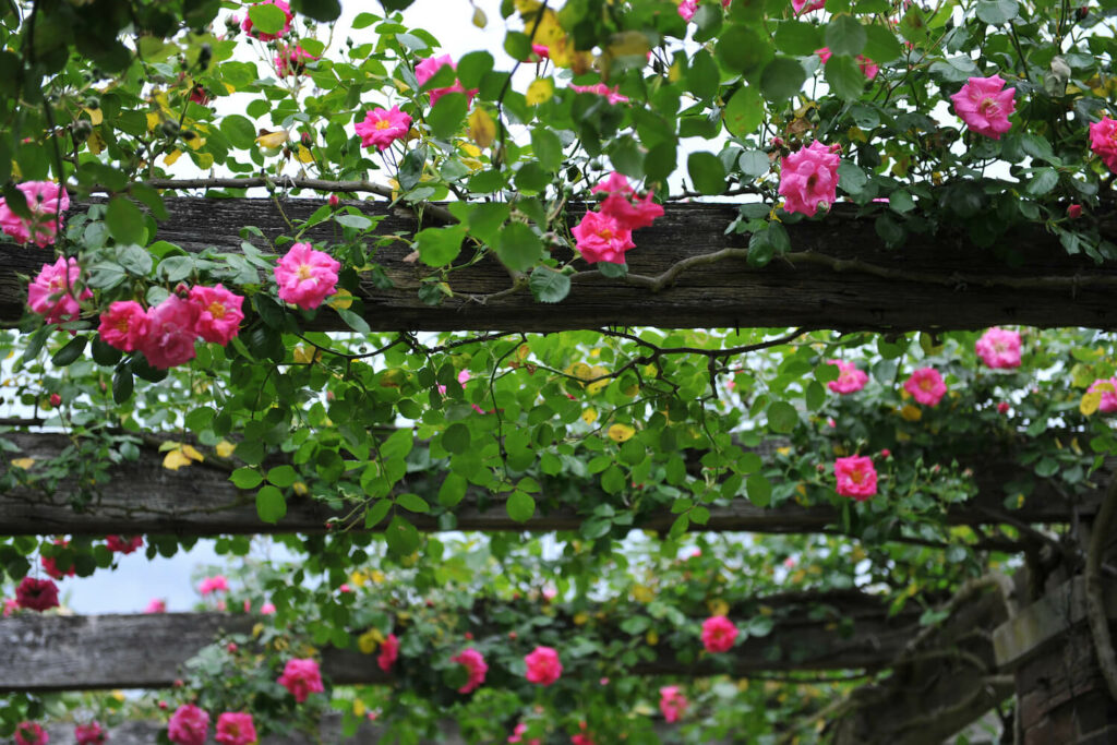 roses growing on wooden archway