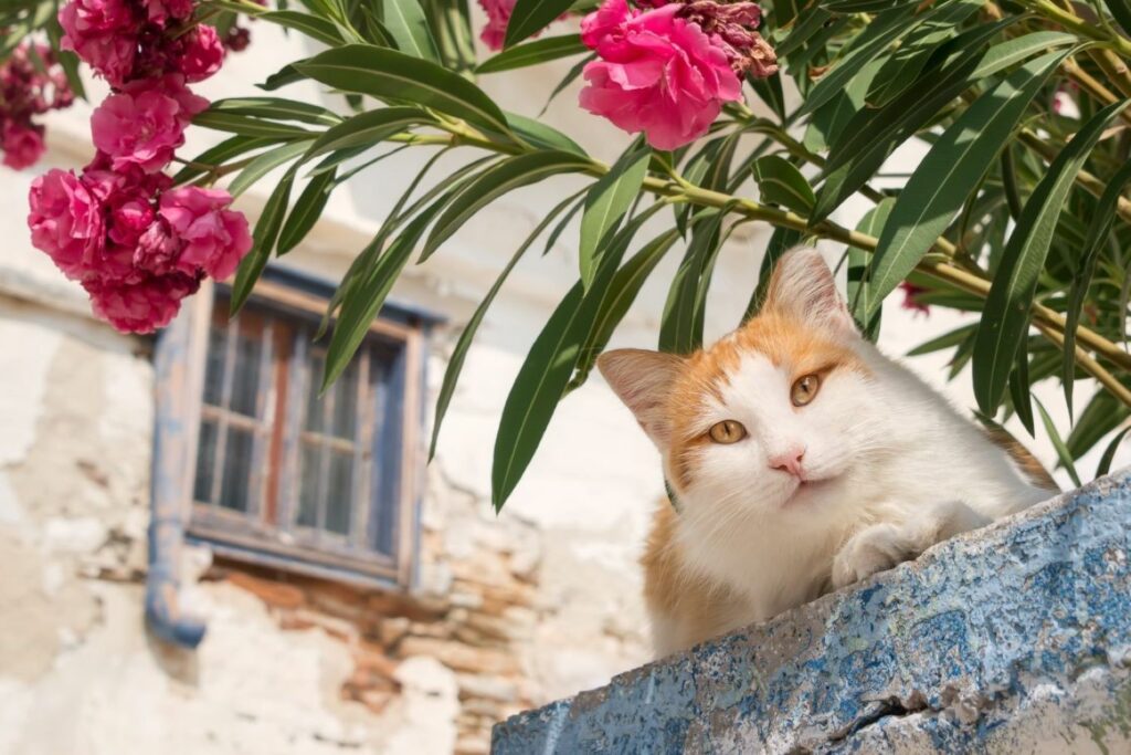 A cat atop a wall under oleander