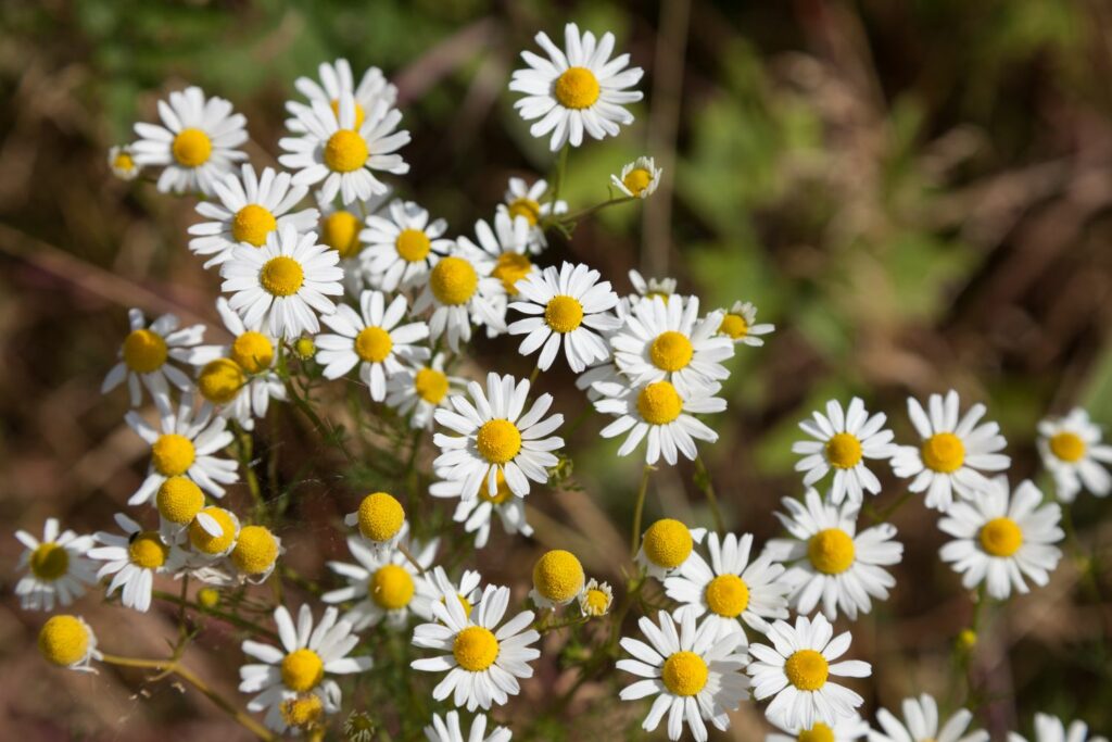 Chamomile plants in bloom
