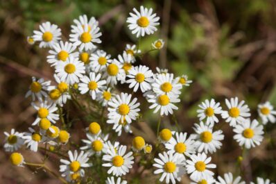 Types of chamomile: how to tell chamomile species & varieties apart