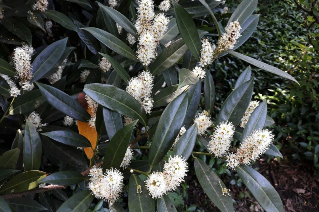 Cherry laurel with one yellow leaf