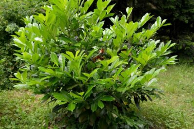 Planting cherry laurel: guide and expert tips