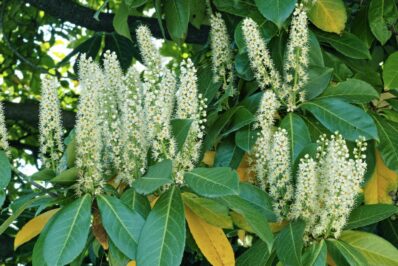 Cherry laurel brown and yellow leaves: causes & tips for prevention