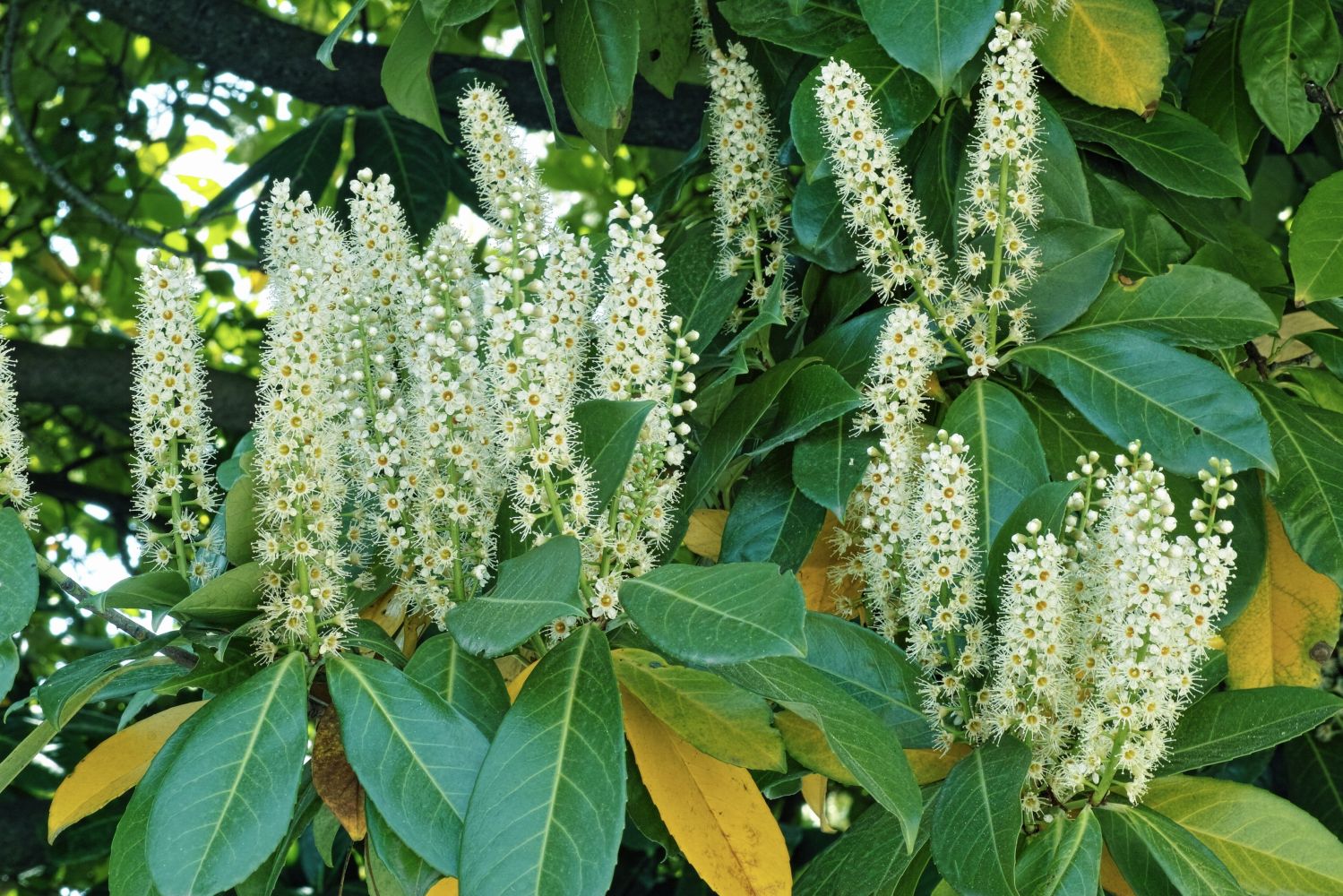 cherry-laurel-yellow-leaves-brown-leaves-plantura