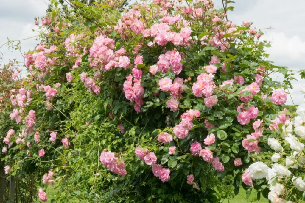 Many pink climbing roses