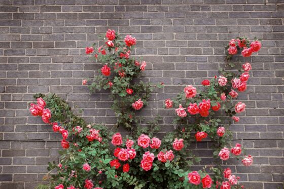 Climbing roses: location, care & robust varieties
