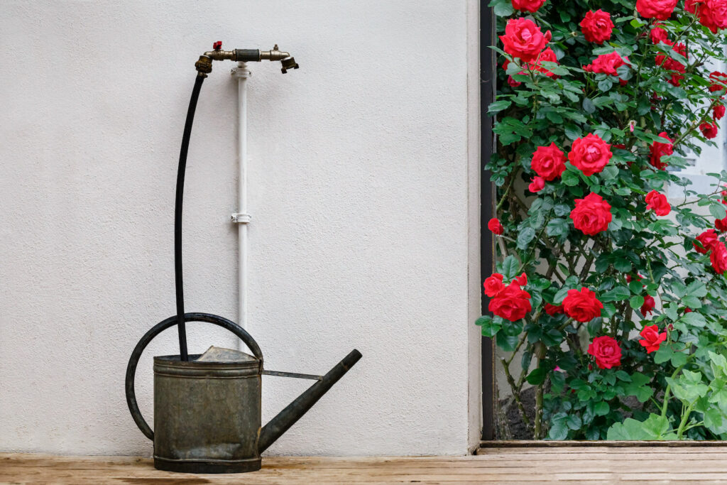 watering can beside rose bush