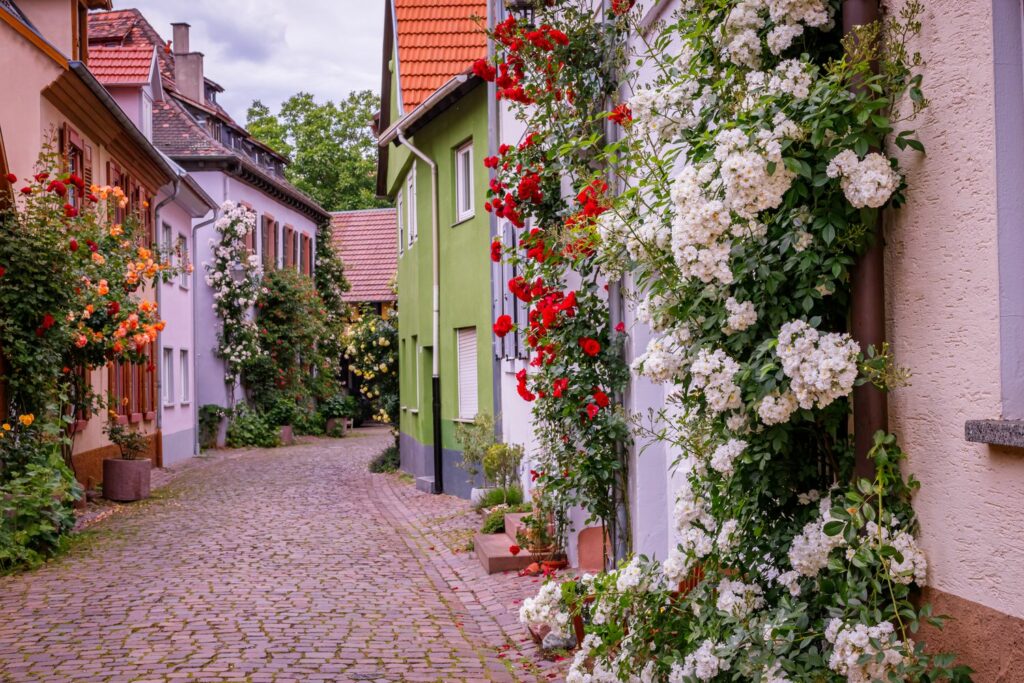 Alley of different coloured roses