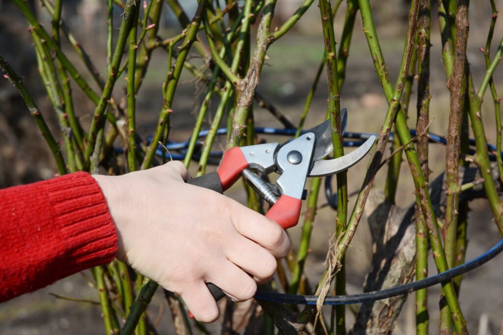 Person pruning a rose bush