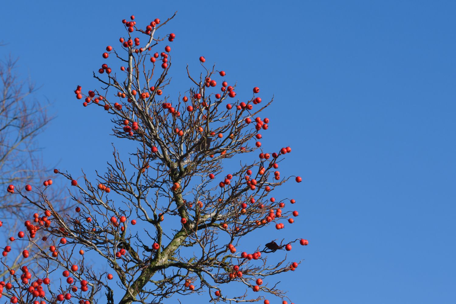 Colourful Plants For Winter Our Top 10 Plantura