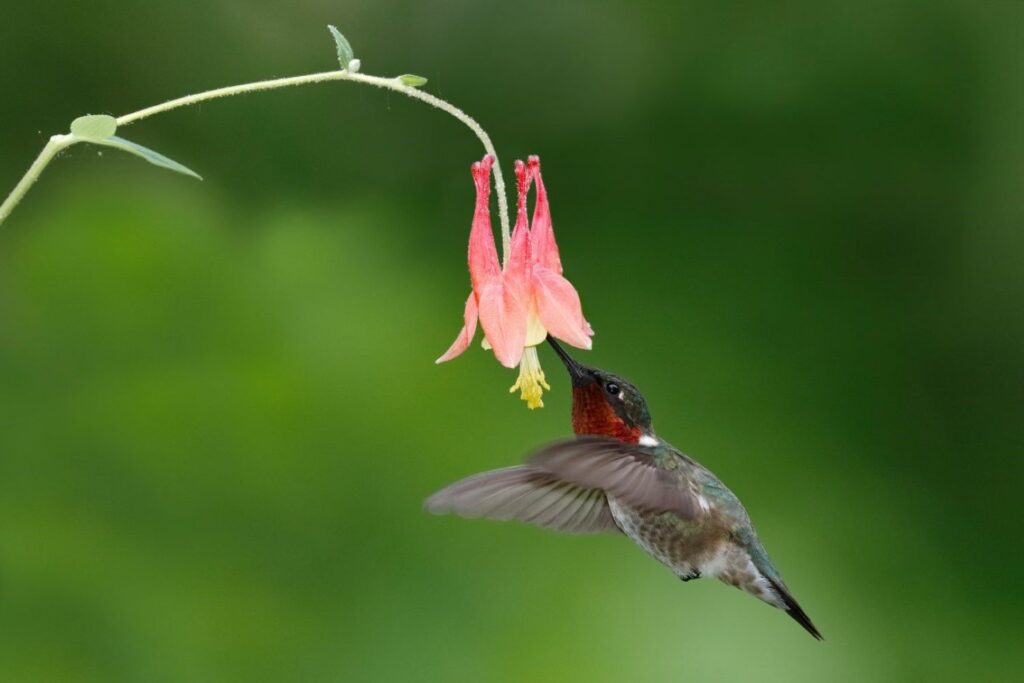 A hummingbird feeding from a columbine