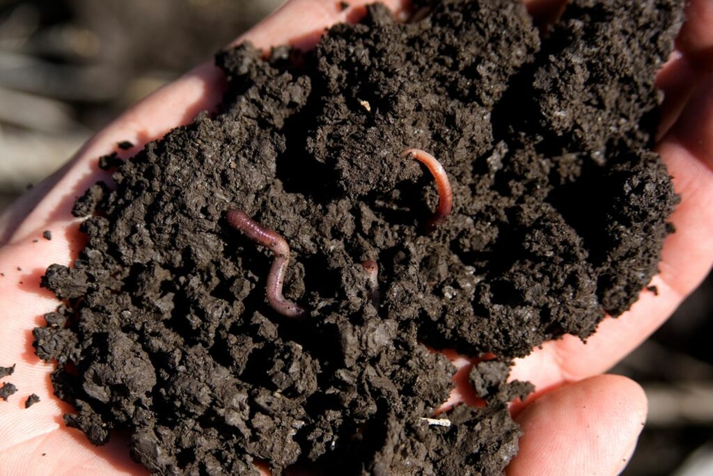 Hand with compost and worms