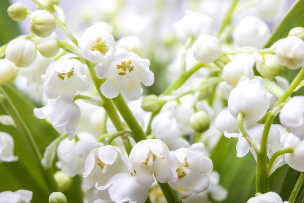Lily of the valley: flowers, varieties & toxicity - Plantura