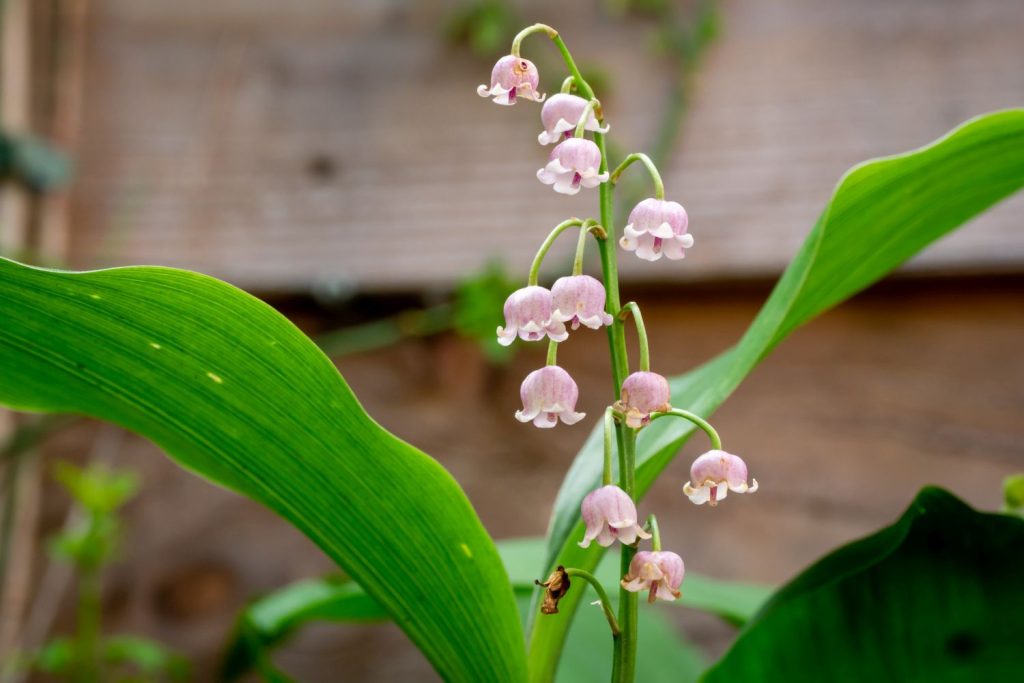 Convallaria majalis with pink flowers