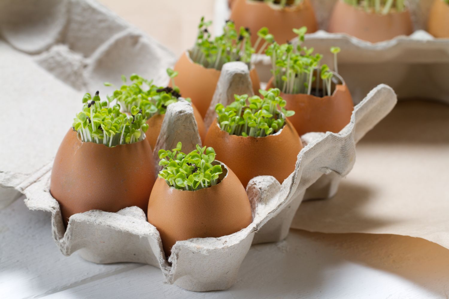 How to Grow Cress - Healthier Steps