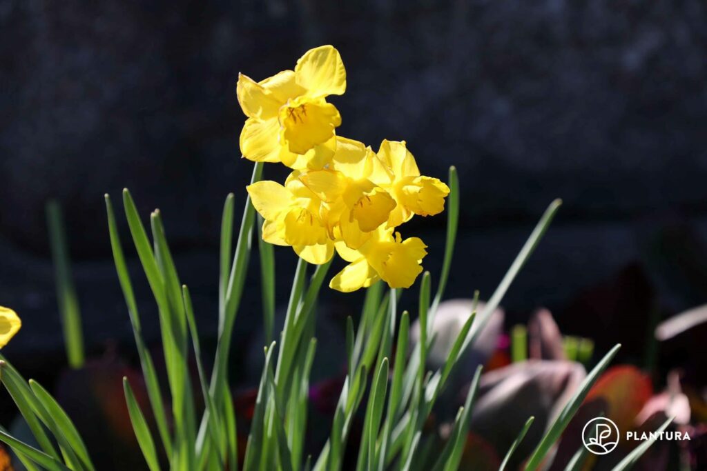 Yellow flowers of the daffodil