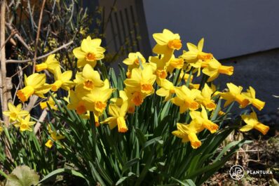 Daffodils: planting time & pruning