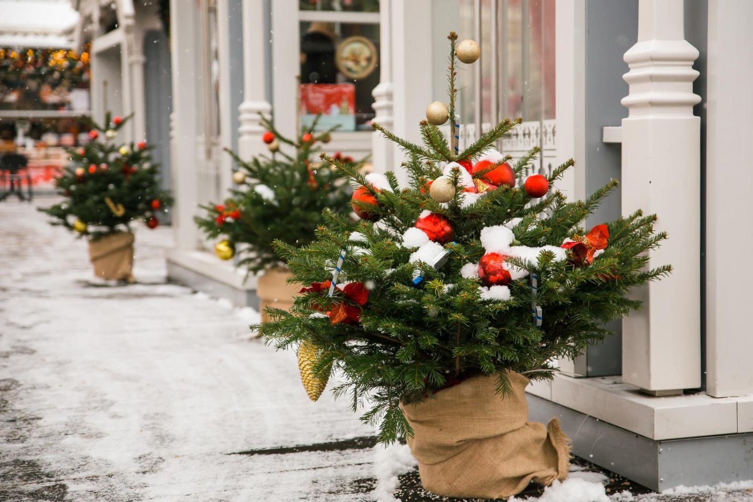 Potted Christmas tree is it sustainable? Plantura