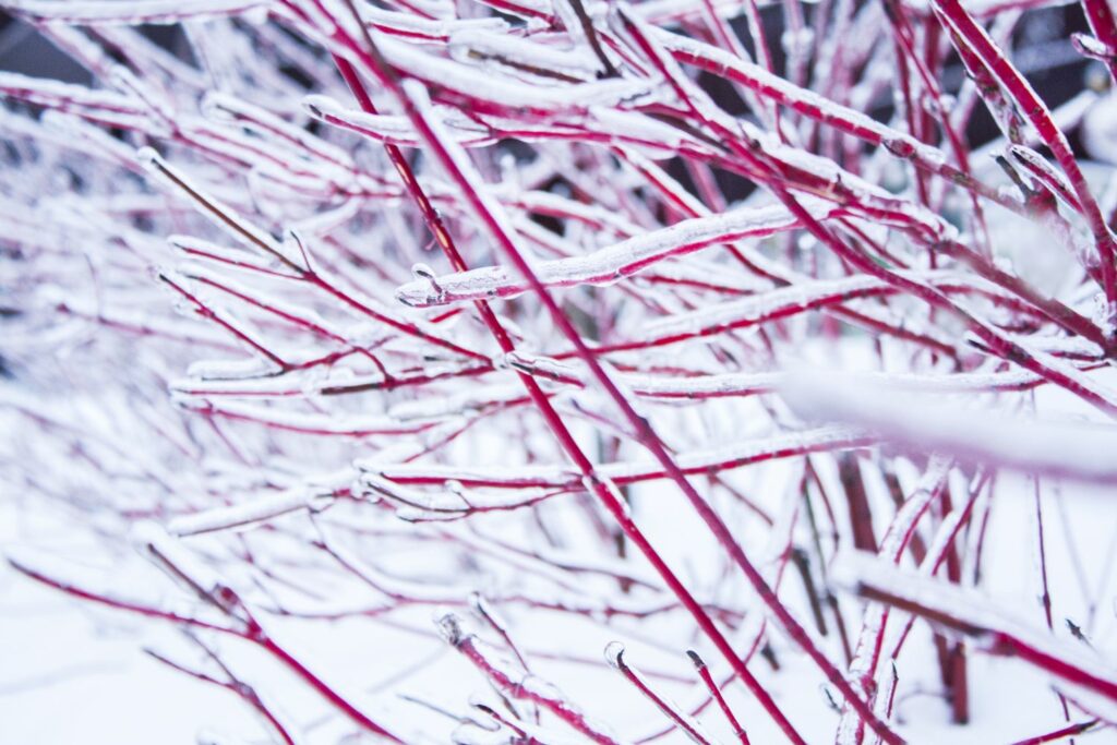 red twig dogwood in winter
