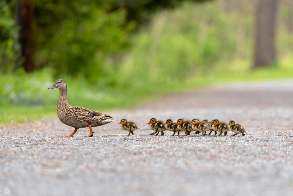 Baby ducks following their mother