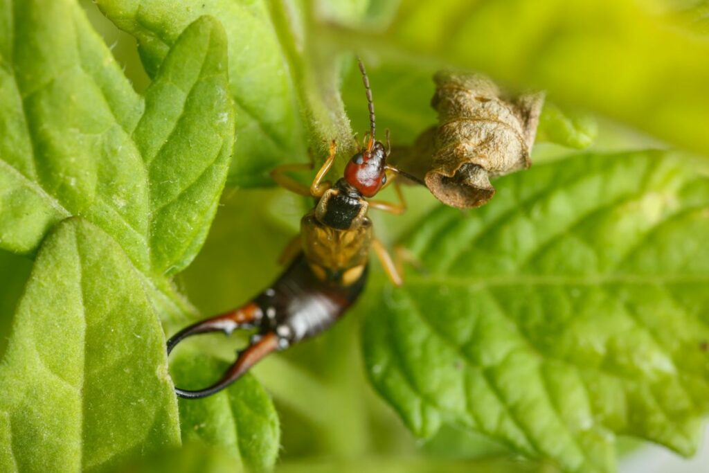 earwigs as beneficial insects in the garden