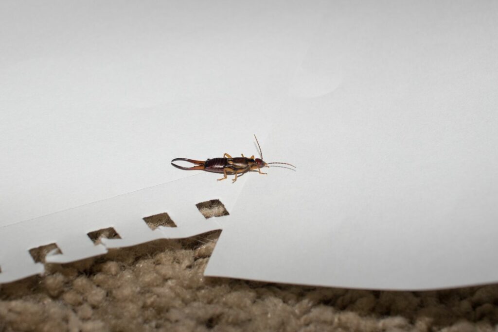 Earwig crawling on piece of paper