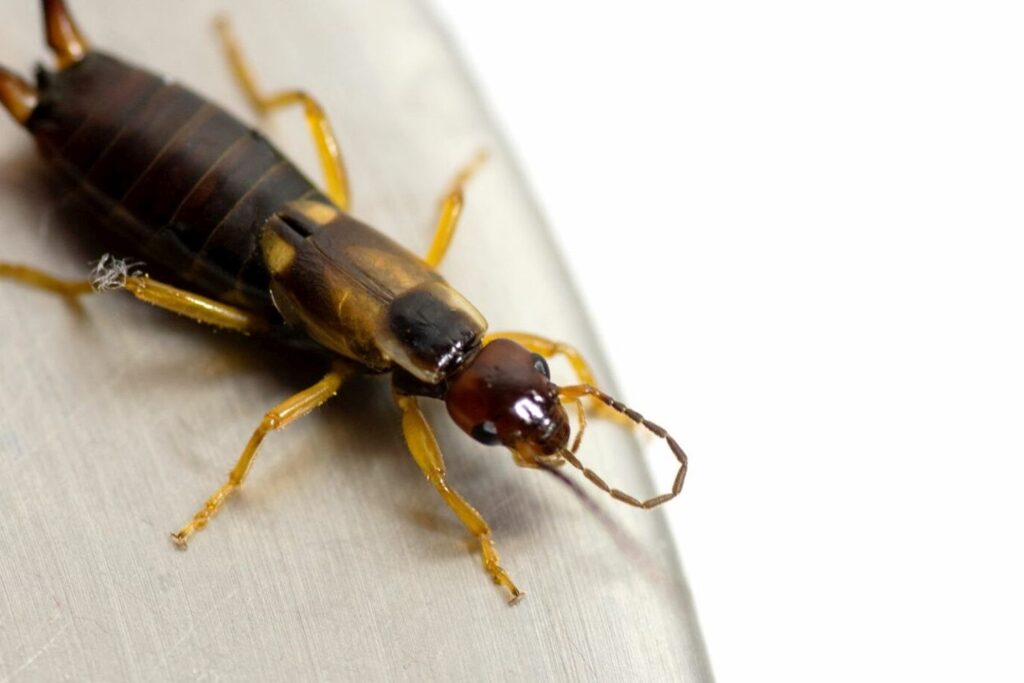 how to get rid of earwigs in the house