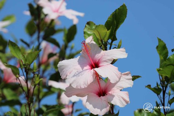 Feeding hibiscus: care tips for the perfect flower