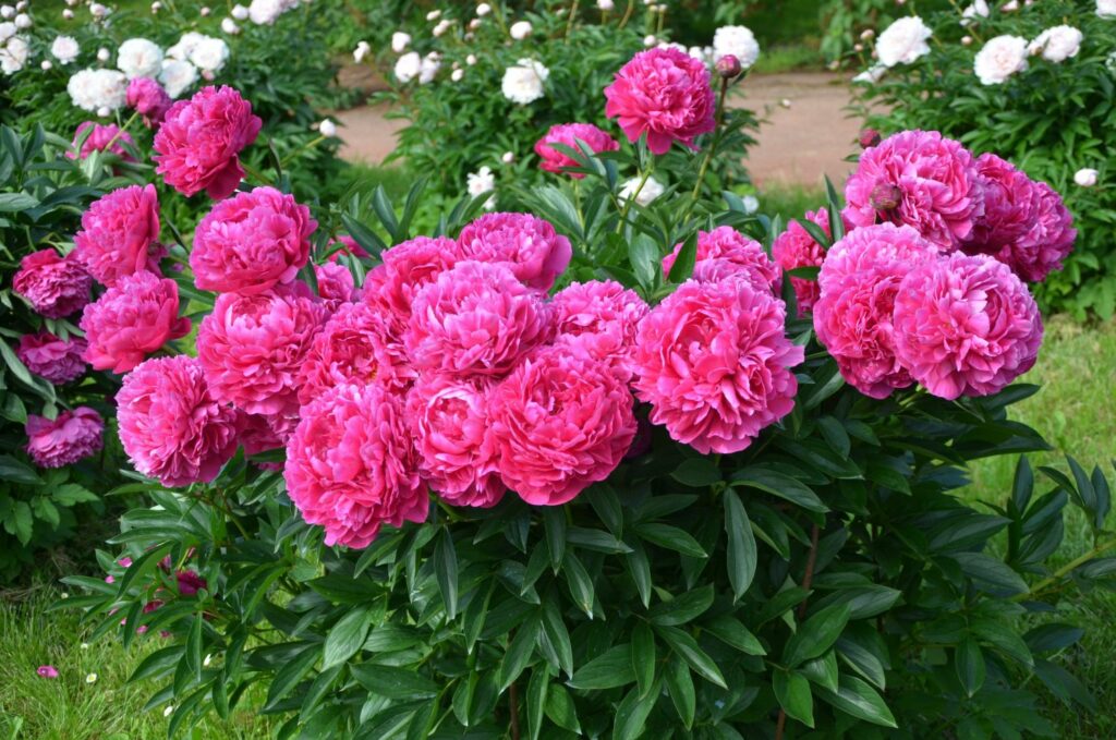 Healthy and vividly pink peonies