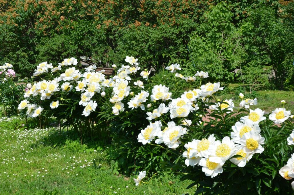 A row of white peonies