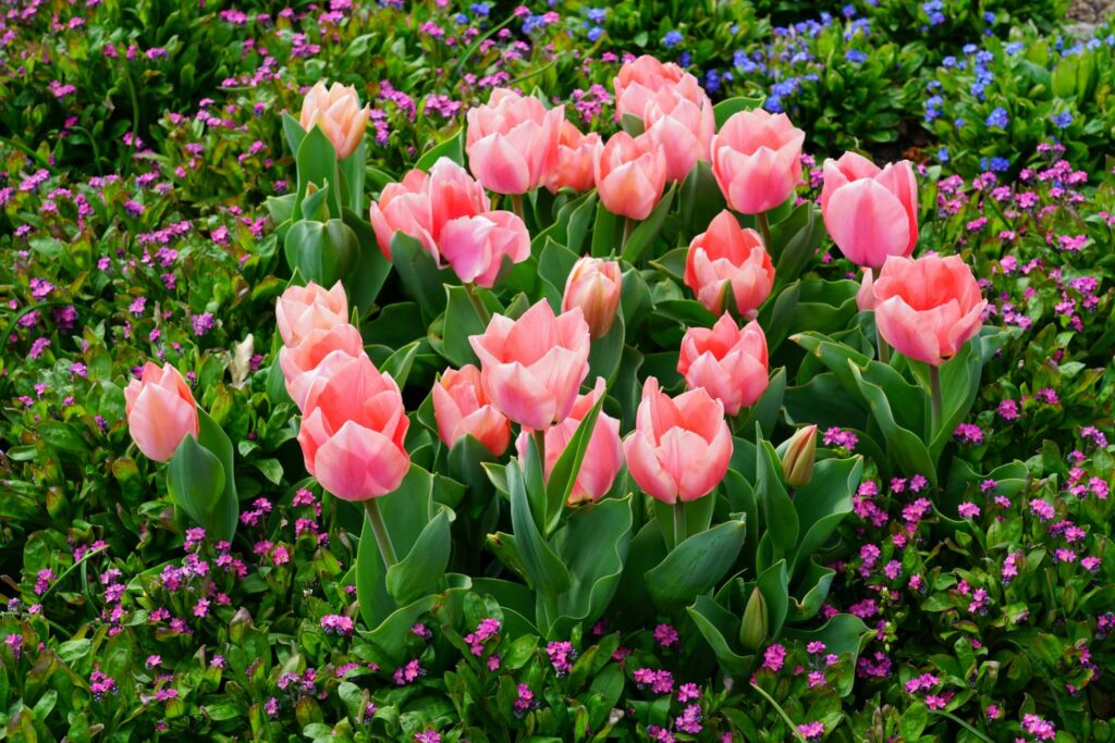 Pink tulips on a flower bed