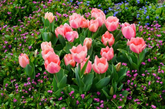 Feeding tulips: when, how & best tulip fertiliser