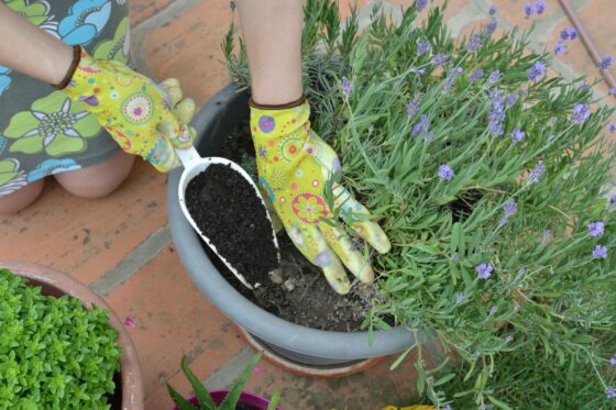 Feeding lavender: when, how much & what fertiliser?