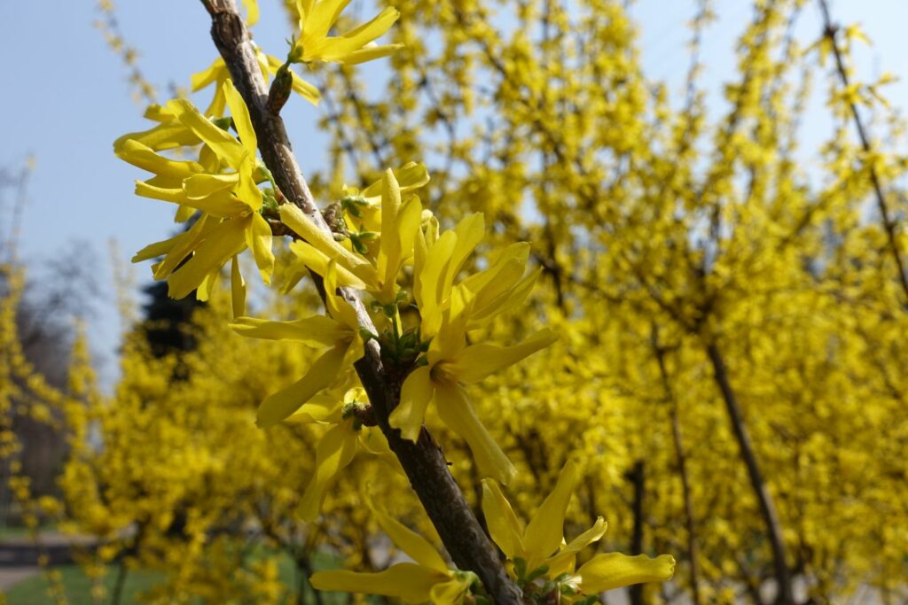 Forsythia flowers on a branch