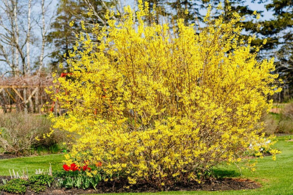 A large yellow forsythia shrub