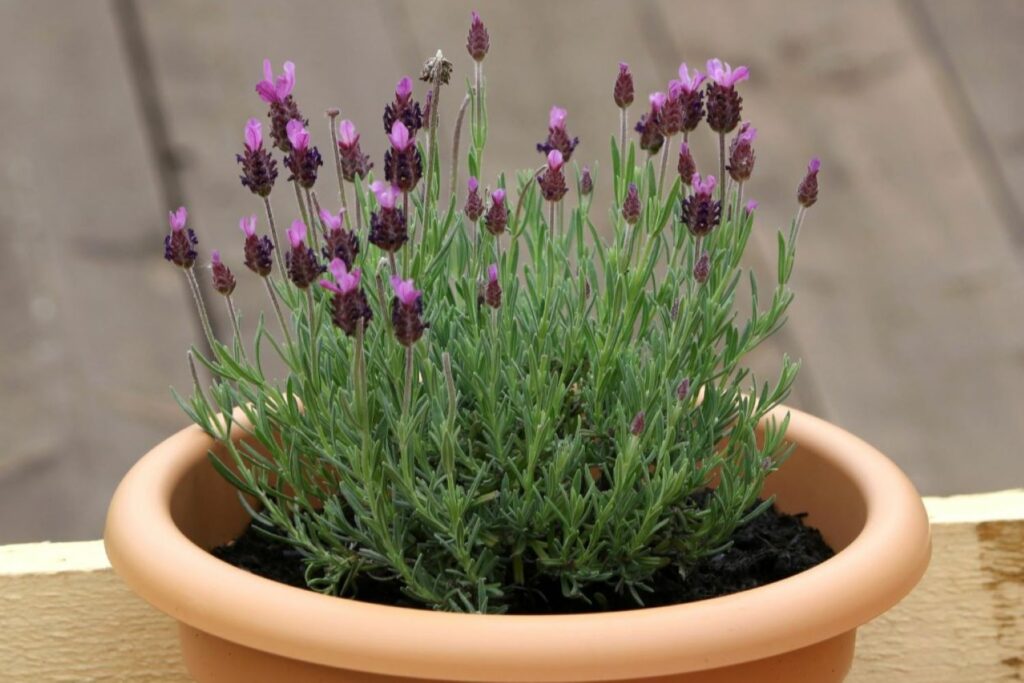 French lavender in a pot