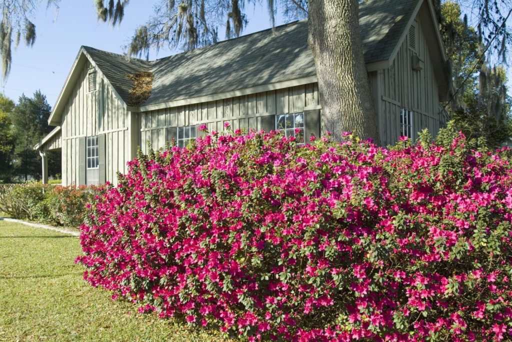 Bush with pink flowers by house 