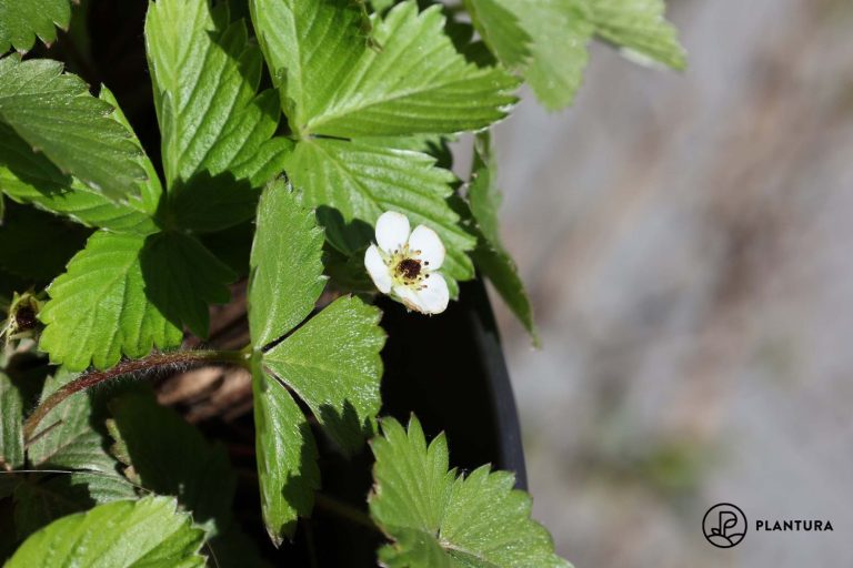 what-to-do-with-strawberry-plants-in-winter-plantura